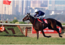 5 Best Horse Race Betting Sites in India to Place Your Bets in INR Online Horse racing betting sites in India